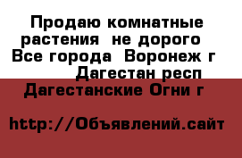 Продаю комнатные растения  не дорого - Все города, Воронеж г.  »    . Дагестан респ.,Дагестанские Огни г.